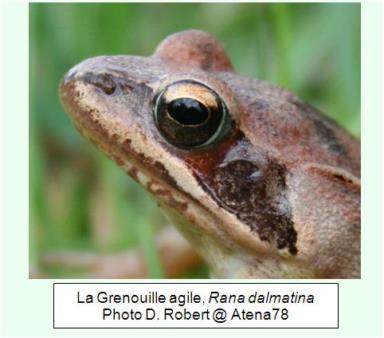 grenouille agile