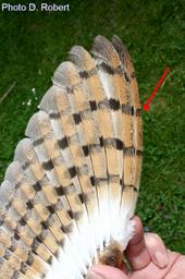Cliquez pour agrandir l'image Cliquez pour agrandir l'image